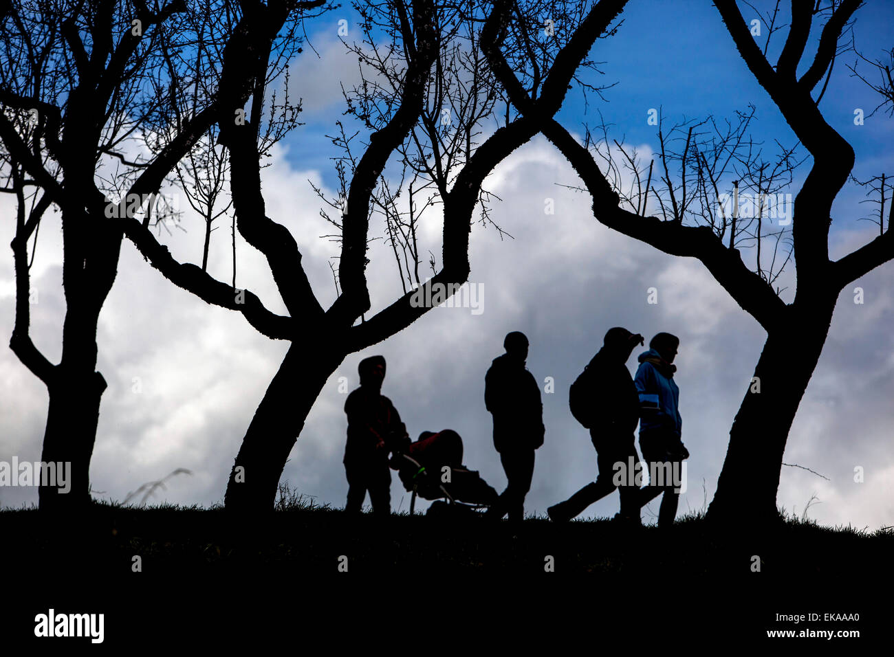 silhouettes of people in the orchard trees without leaves Stock Photo