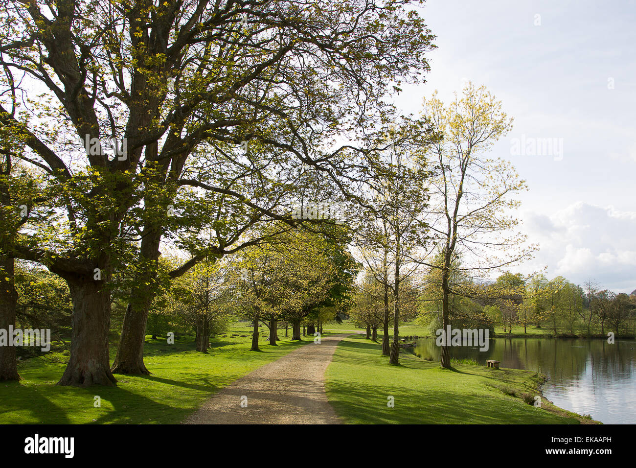 a spring day in petworth park, west sussex, england Stock Photo