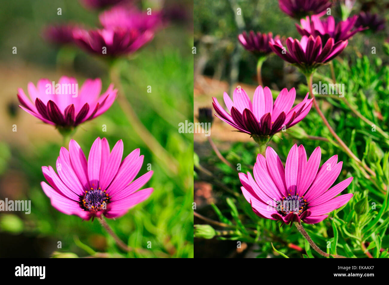 two different photos of some purple flowers shot with different apertures, the left with an aperture of f/2 and the right with a Stock Photo