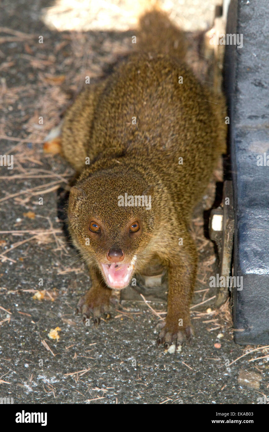 Mongoose on the big island of Hawaii, USA. Stock Photo