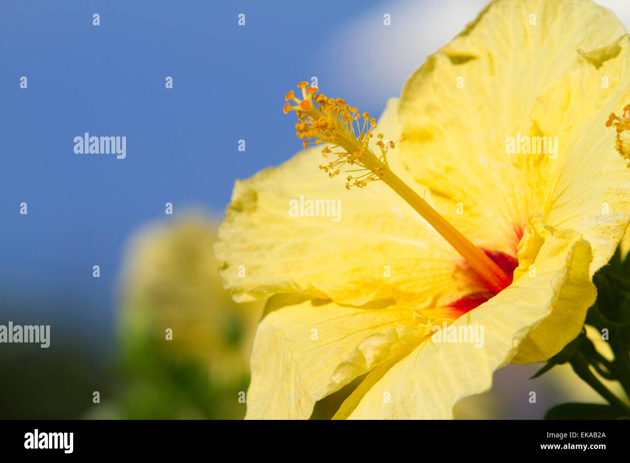 Yellow hibiscus flower in Hawaii, USA. Stock Photo