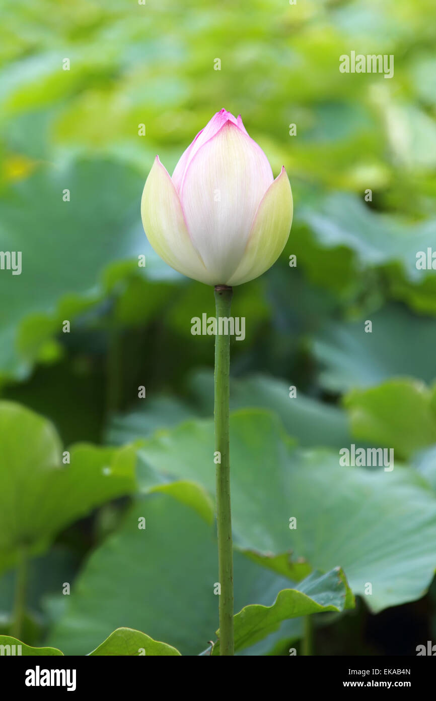 Indian lotus (Nelumbo nucifera) in a pond in Australia. Stock Photo