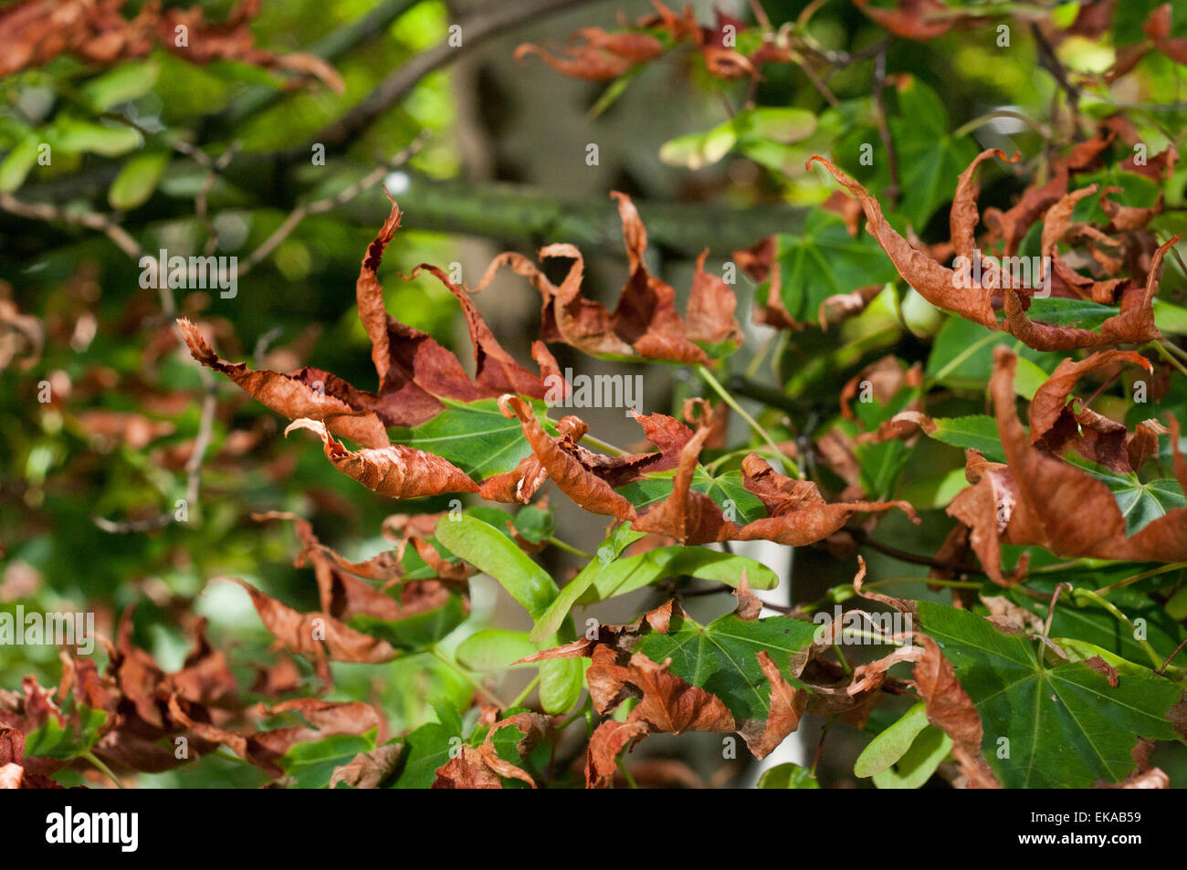 Chloroplas Hi res Stock Photography And Images Alamy chloroplas-hi-res-stock-photography-and-images-alamy