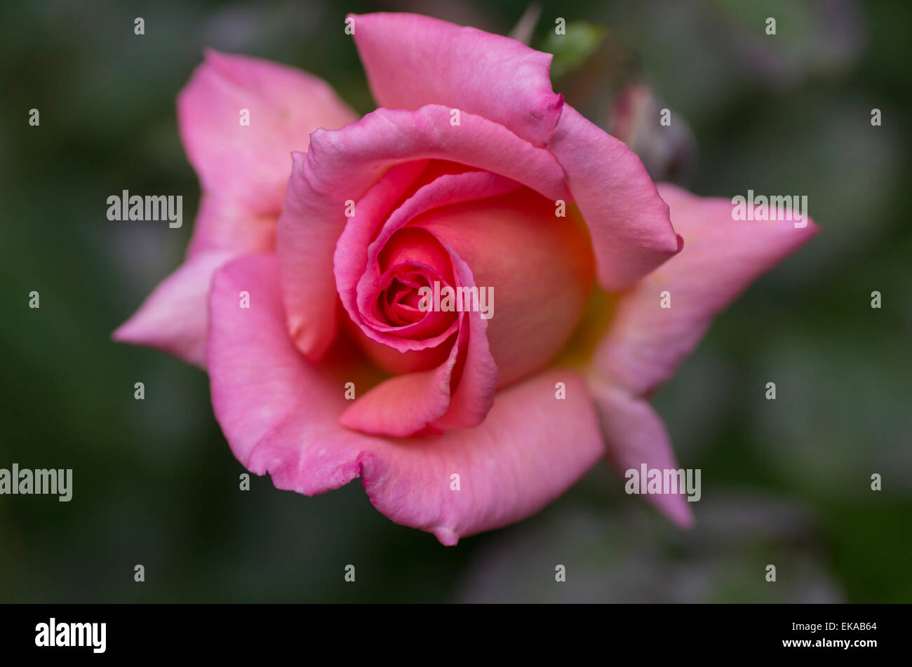 beautiful pinkish red rose against blurred background Stock Photo