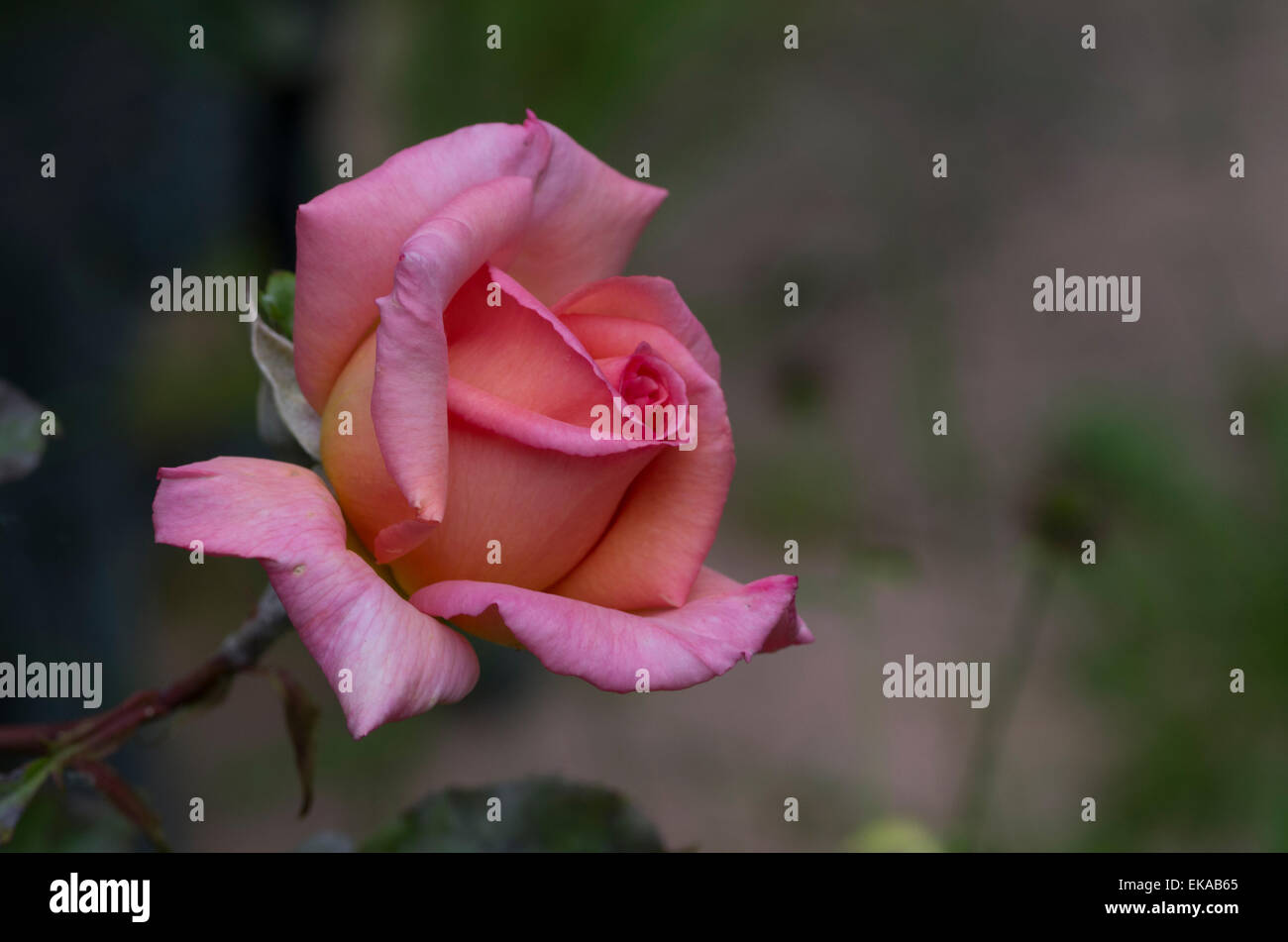 beautiful pinkish red rose against blurred background Stock Photo