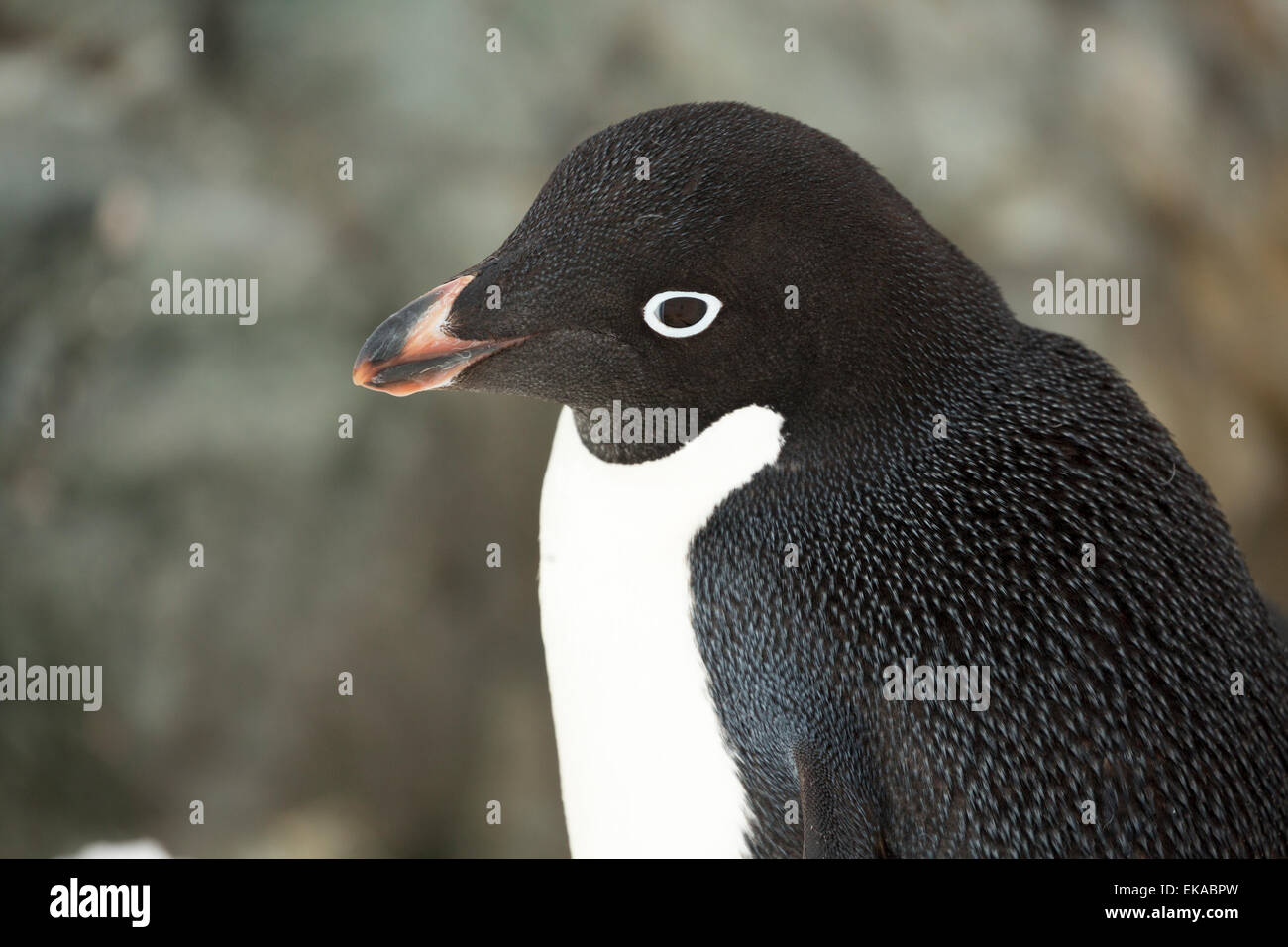 close up of Adélie penguin (Pygoscelis adeliae), Yalour Islands, Antarctica Stock Photo