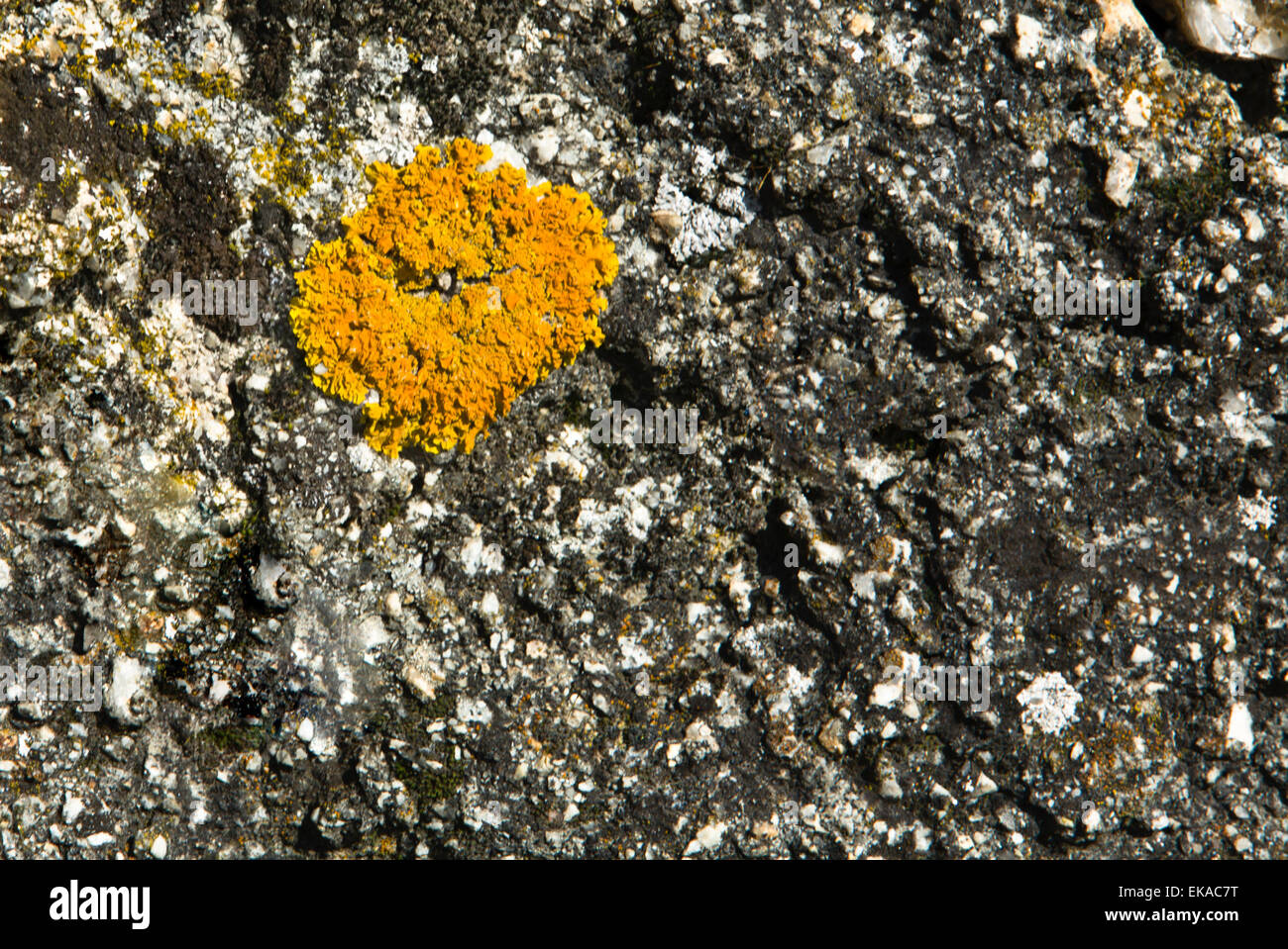 Natural environment in Valencia de Alcantara with lichen on granitic blocks, Extremadura, Spain Stock Photo