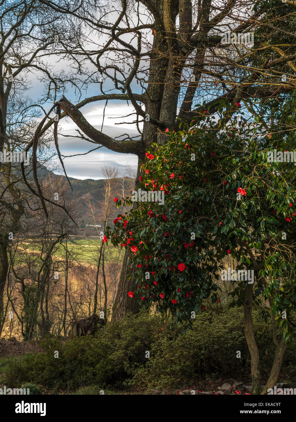 Mid Wales Landscape, depicting a vibrant red flowering camellia bush, in a woodland setting, with forest and countryside vista. Stock Photo