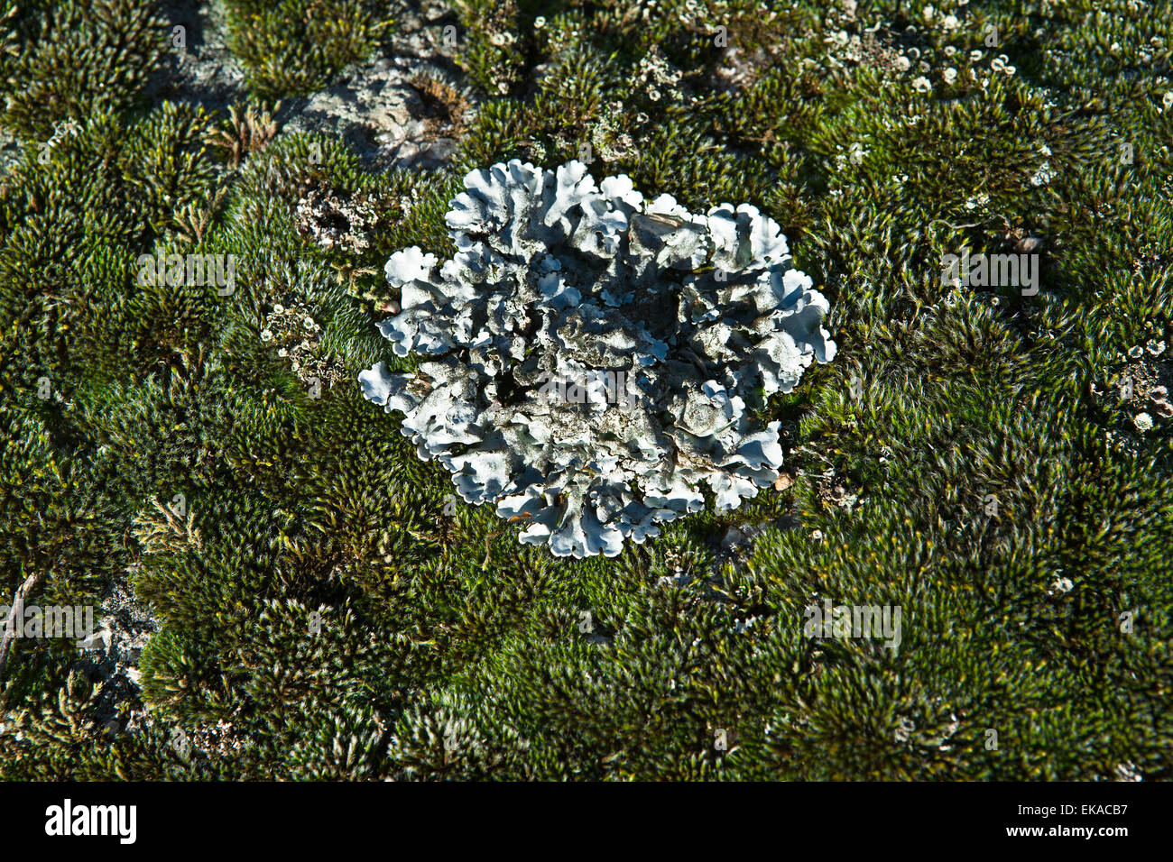 Natural environment in Valencia de Alcantara with lichen on granitic blocks, Extremadura, Spain Stock Photo