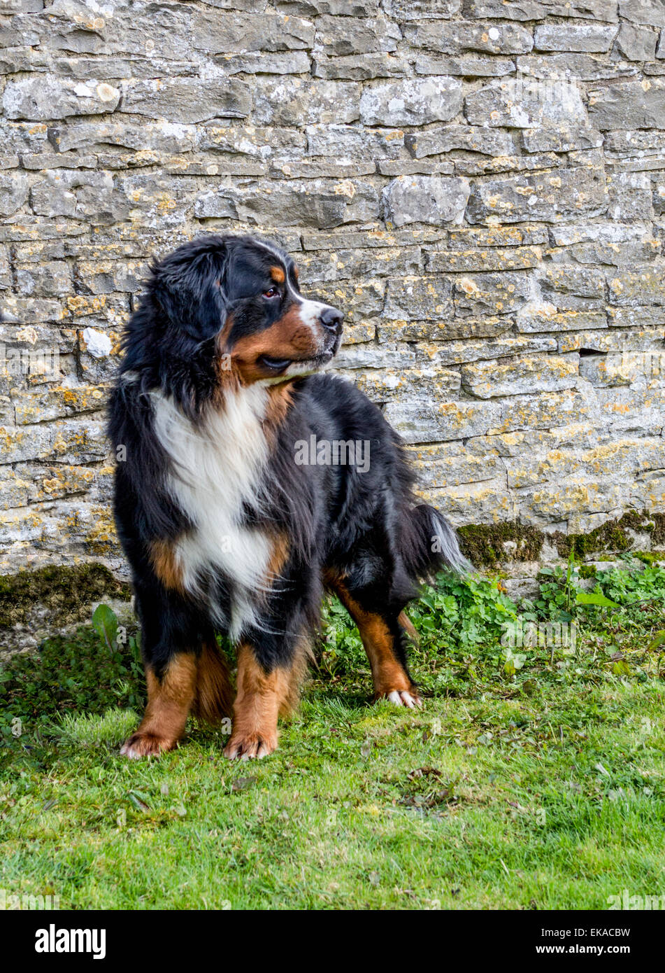 Bernese Mountain Dog Standing by a Cotswold Stone Wall Stock Photo Alamy