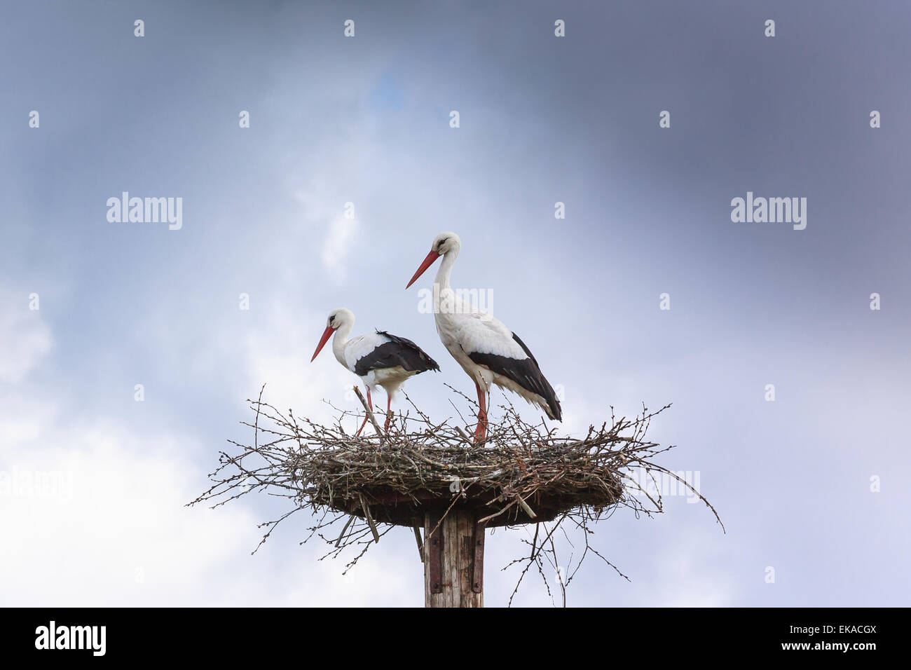 A pair of white stork preparing their nest. On a partly cloudy and sunny day. Stock Photo