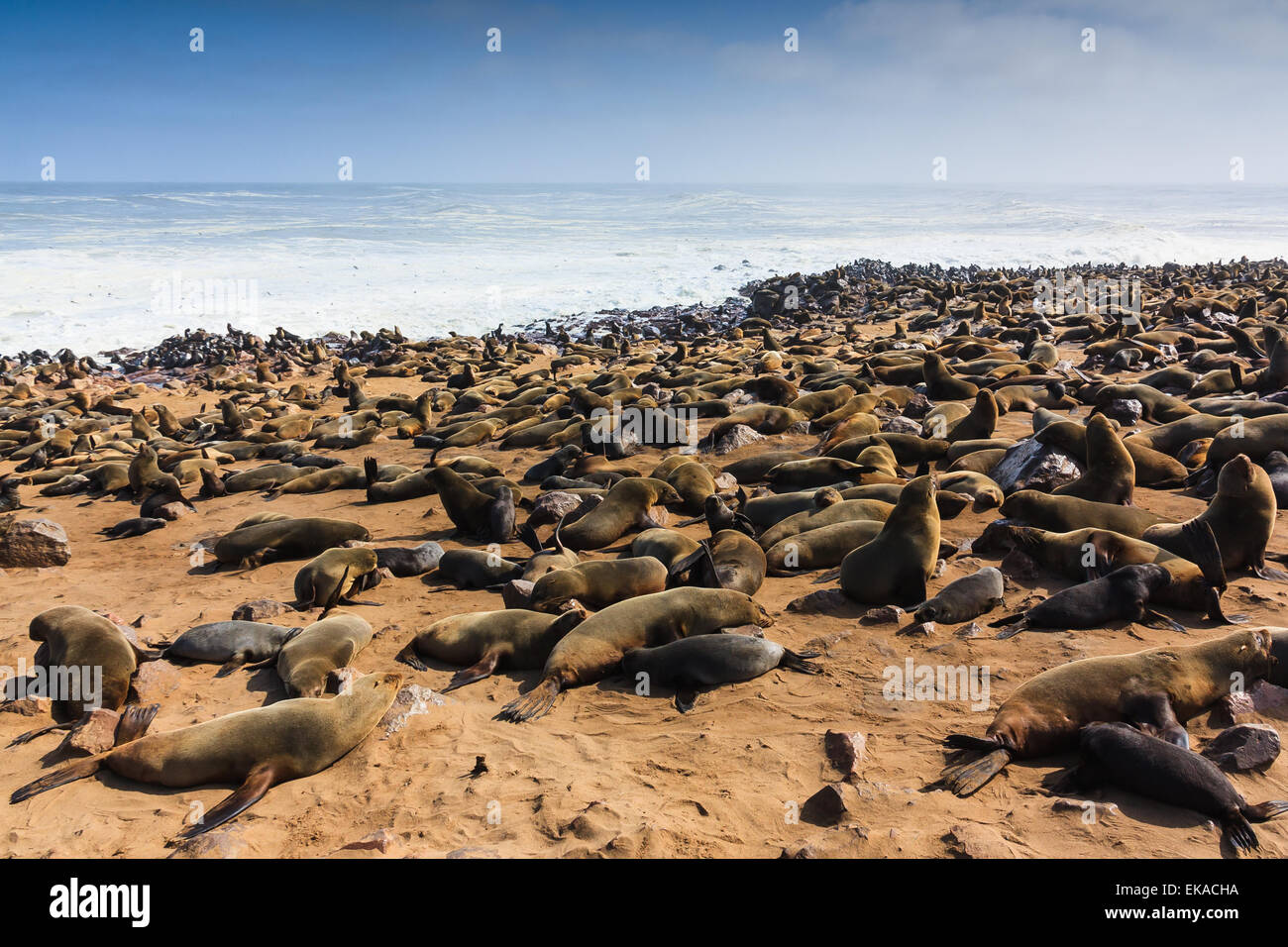 Cape fur seal gathering. They lie and rest on beach of Cape cross. Rough atlantic ocean Namibia Africa. Stock Photo