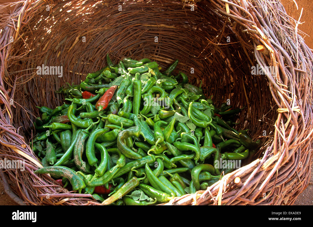 New Mexico chiles at El Rancho de las Golondrinas, a living history