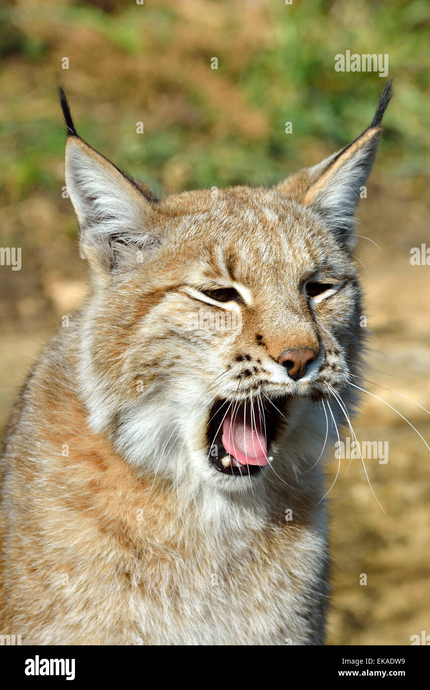 European Lynx yawning Stock Photo
