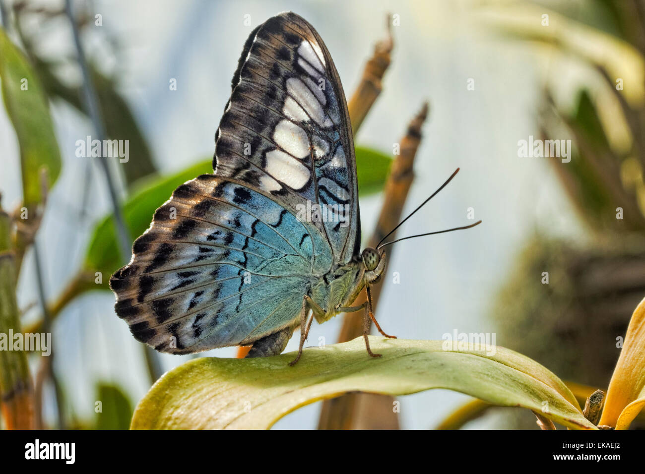 Parthenos sylvia lilacinus - Blue Clipper - nymphalid butterfly from Southeast Asia Stock Photo
