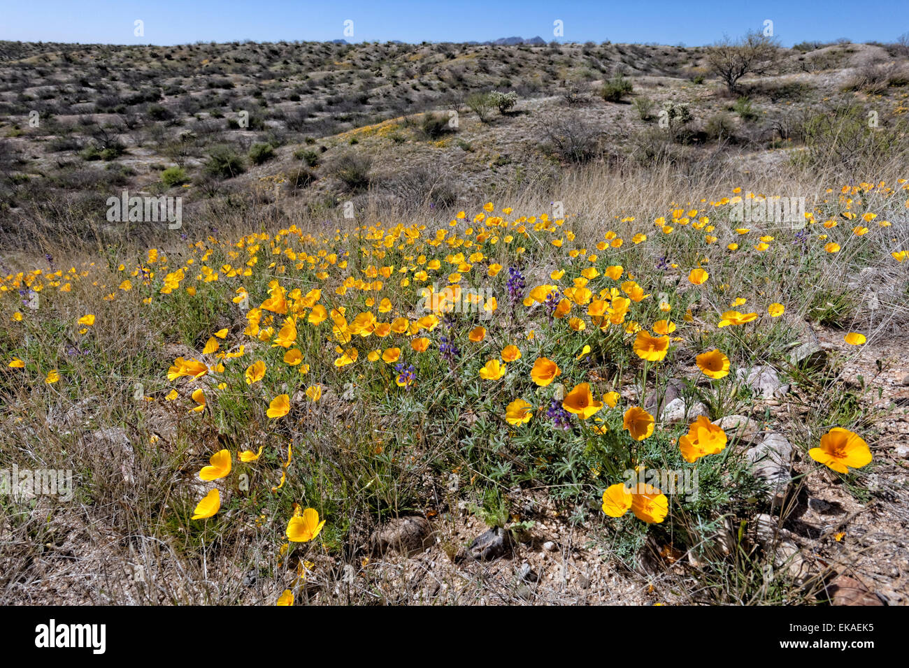 California Poppies Spring Bloom - Eschscholzia californica - Sonoran Desert - Southern Arizona Stock Photo