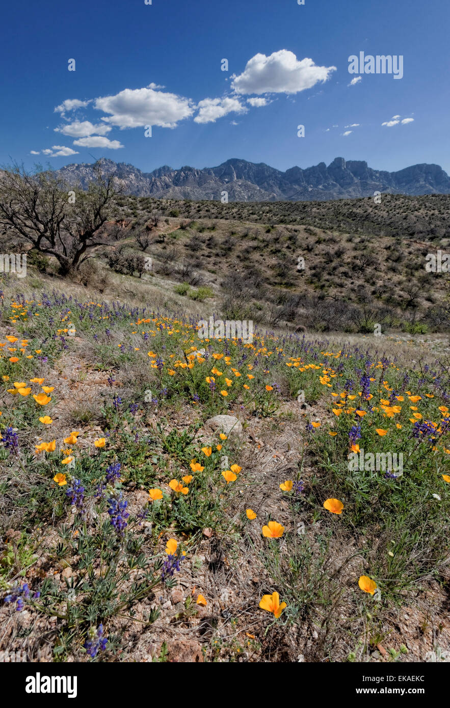 California Poppies (Eschscholzia californica) & Desert Lupine (Lupinus sparsiflorus) Spring Bloom- Catalina State Park - Arizona Stock Photo