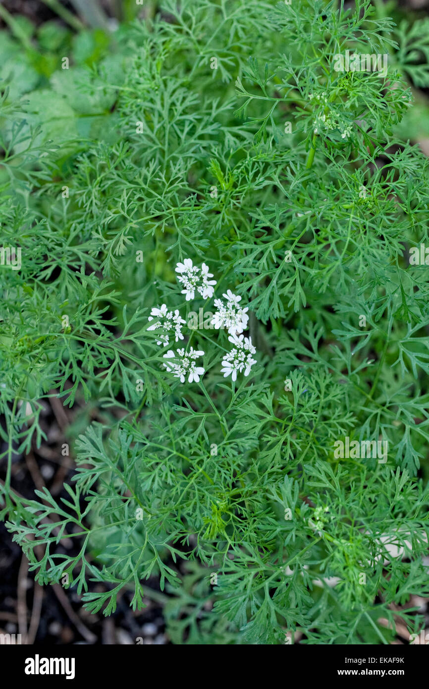 Coriander - Coriandrum sativum, also known as Cilantro Stock Photo