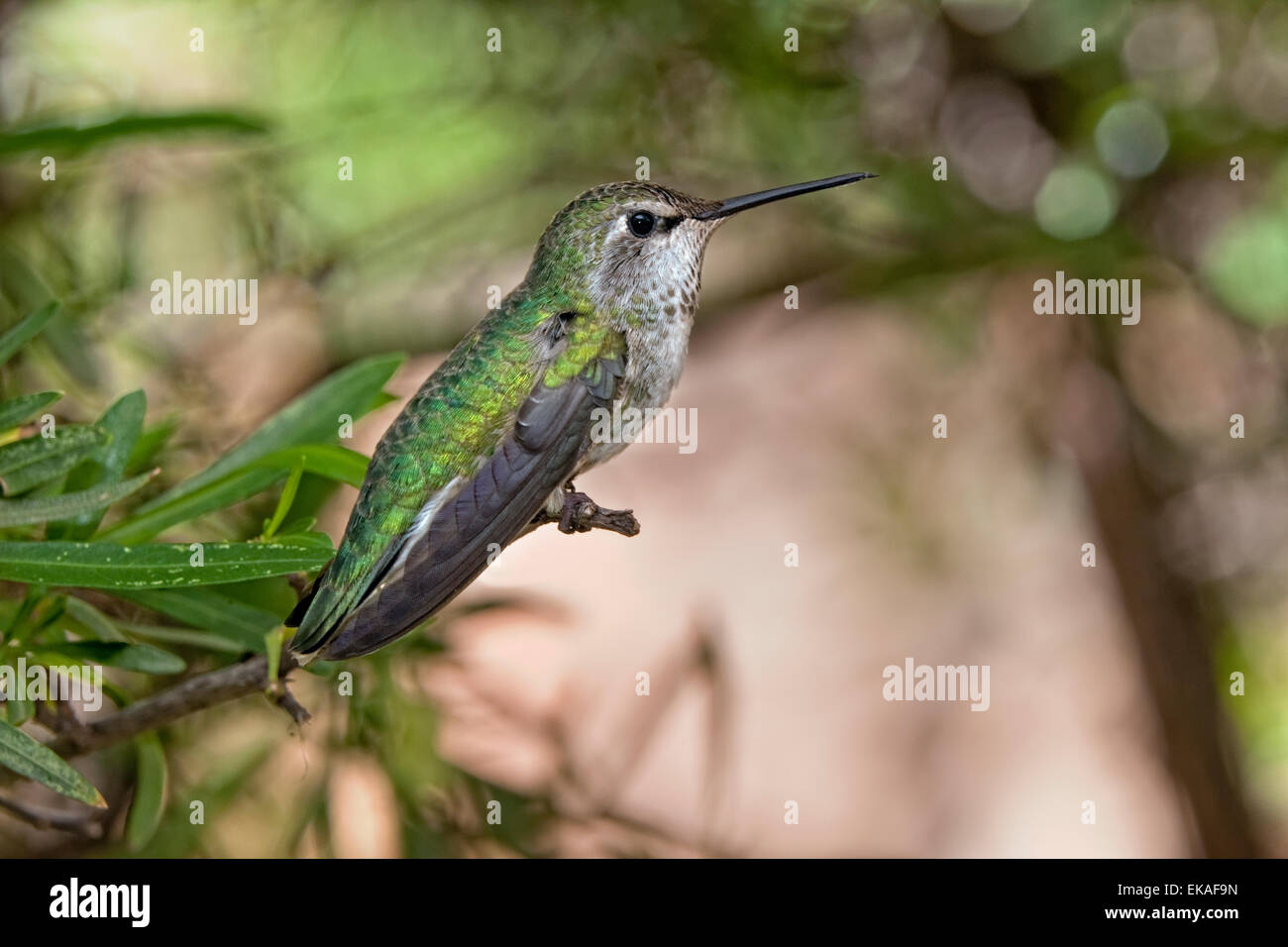 Costa's Hummingbird - Calypte costae (Female) Stock Photo