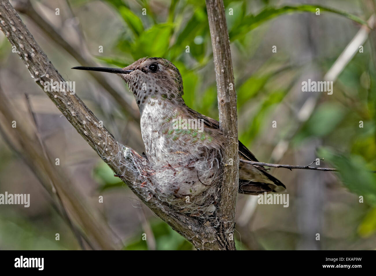 Costa's Hummingbird Nesting - Calypte costae (Female) Stock Photo