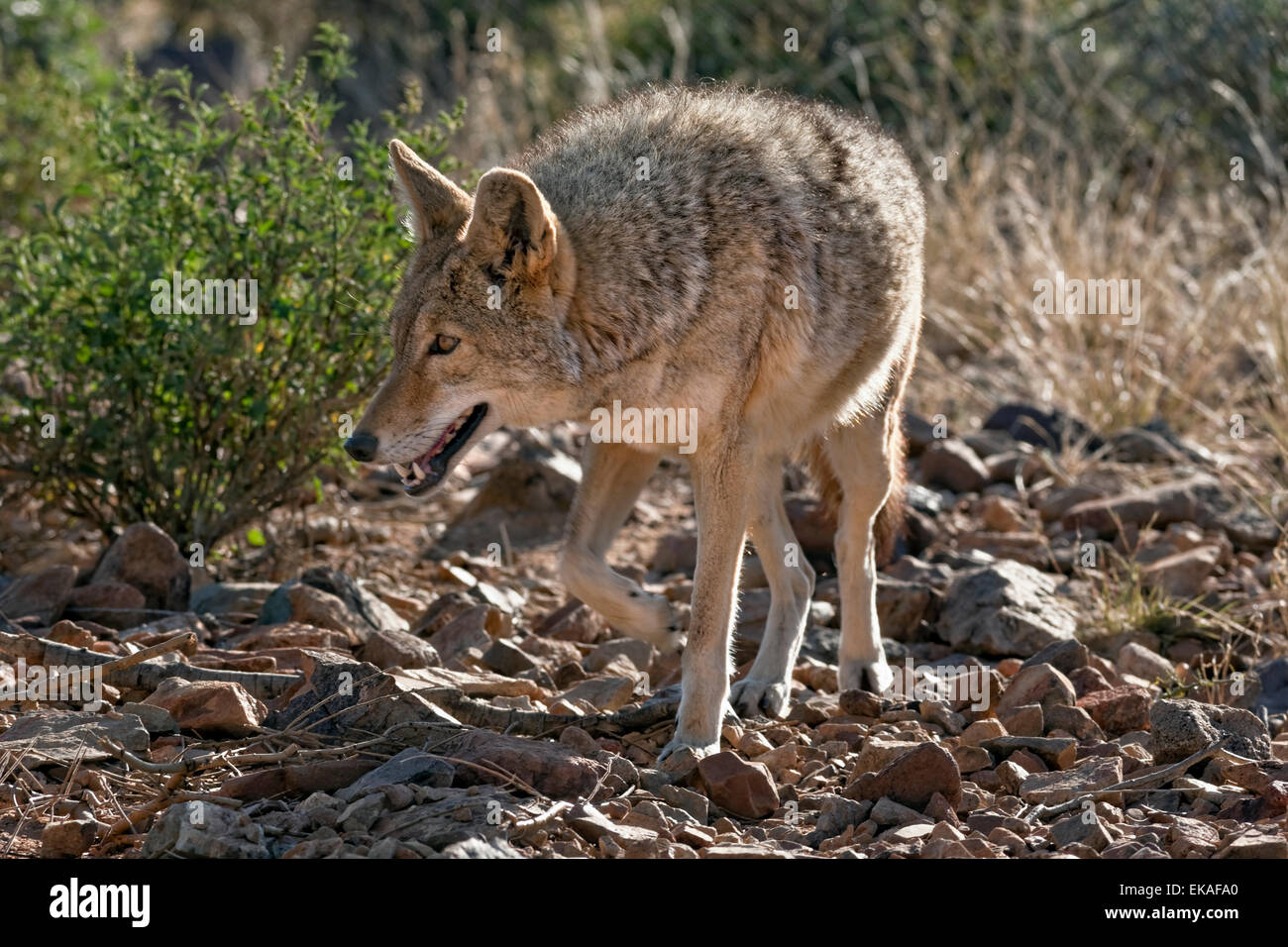 Coyote on the Move - Sonoran Desert - Arizona Stock Photo