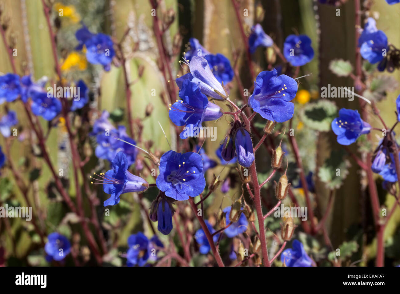 Desert Blue Bells - Phacelia campanularia Stock Photo