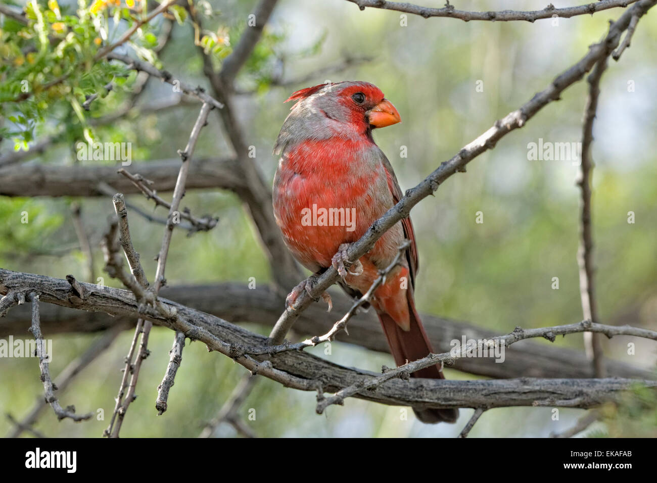 Pyrrhuloxia or Desert Cardinal - Pyrrhuloxia Cardinalis sinuatus - Southern Arizona Stock Photo