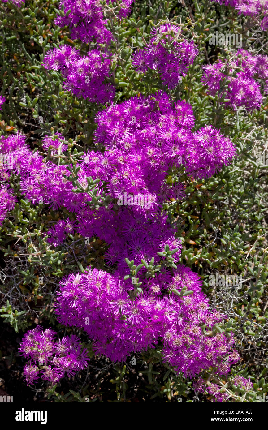 Flowering Succlant - Eberlanzia sedoides - South Africa Stock Photo