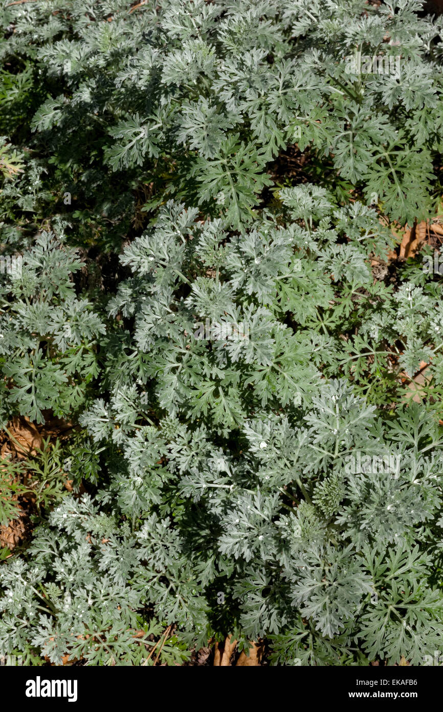 French Tarragon (Artemisia dracunculus) Stock Photo