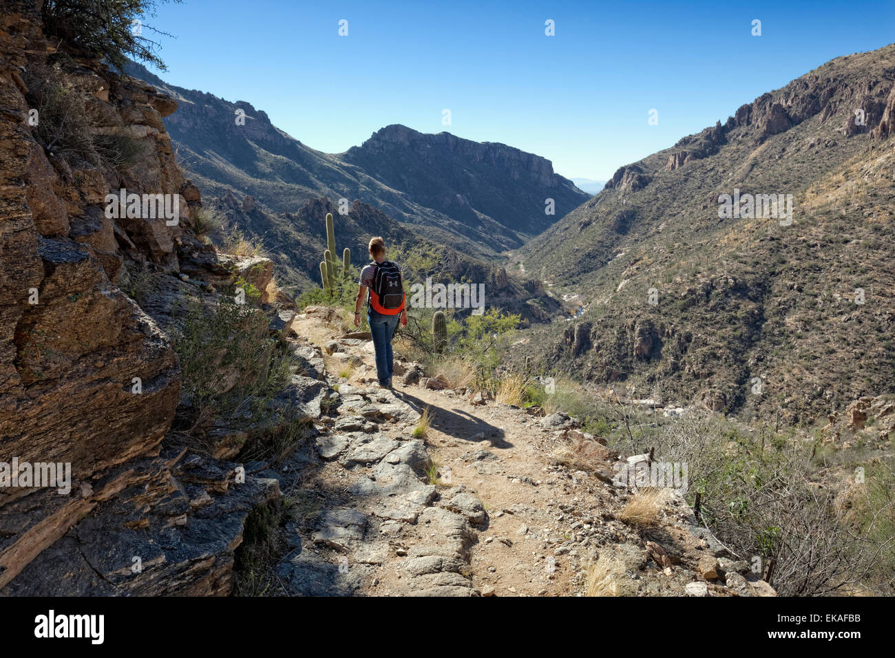 Hiking Sabino Canyon, Arizona Stock Photo
