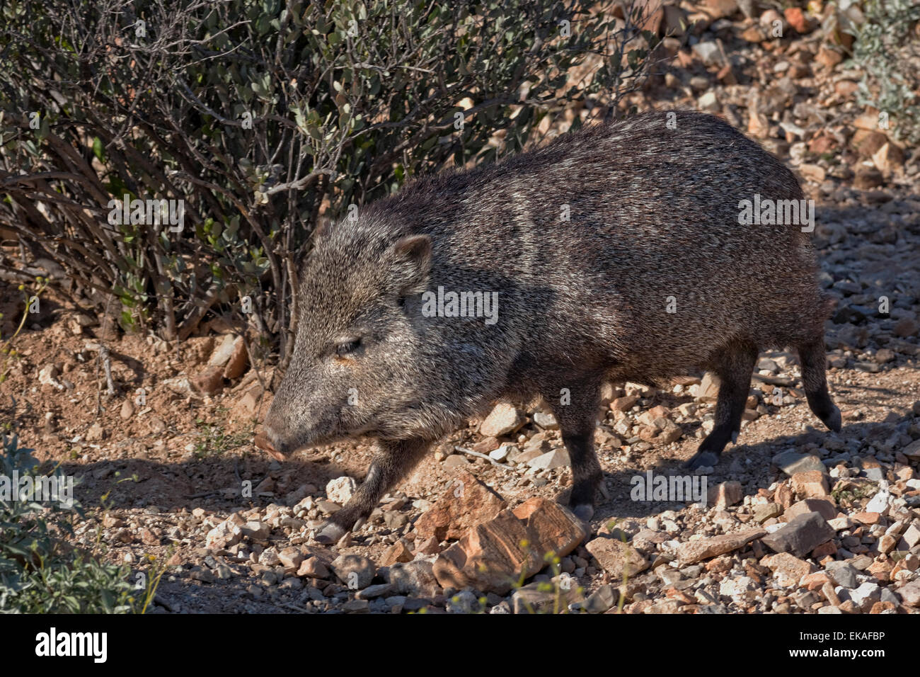 Collared Peccary - Southern Arizona also Javelina or Skunk Pig or Musk Hog- Pecari tajacu Stock Photo