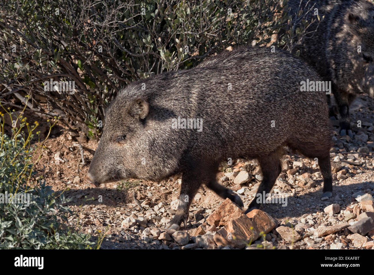 Collared Peccary - Southern Arizona also Javelina or Skunk Pig or Musk Hog- Pecari tajacu Stock Photo
