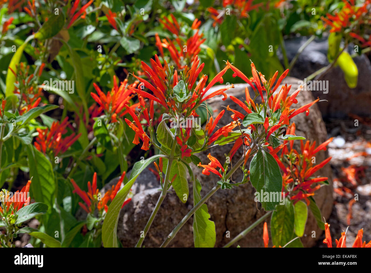 Justicia spicigera - Mexican honeysuckle, mohintli or firecracker bush, is an evergreen shrub. Native to Central America Stock Photo