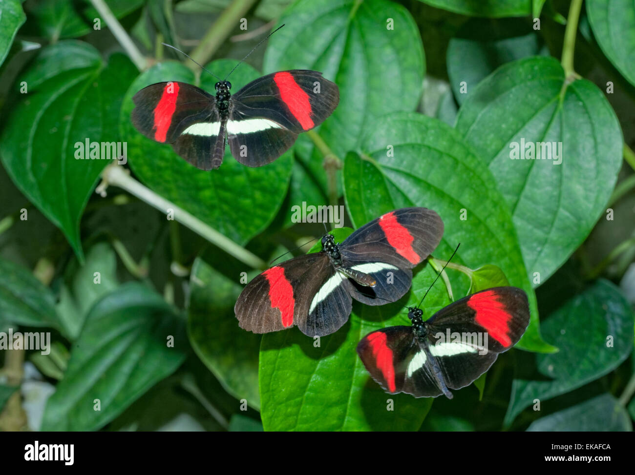 Mating Dance - Postman Butterflies - Common Postman - Heliconius melpomene rosina - Central America Stock Photo