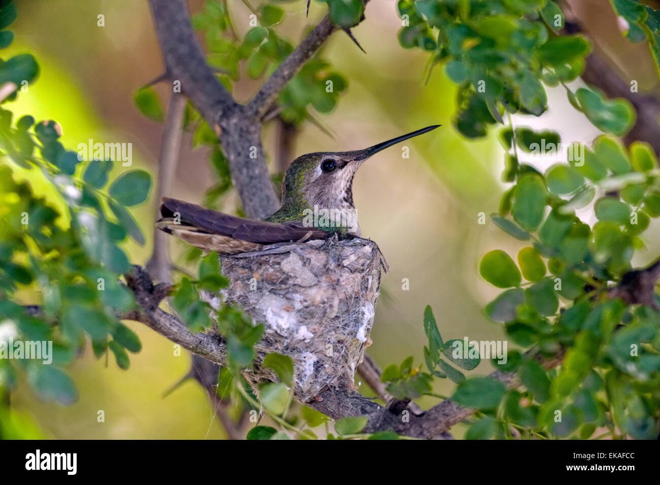 Nesting Costa's Hummingbird - Calypte costae (Female) Stock Photo