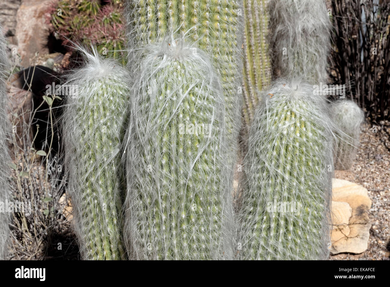Cephalocereus senilis (Old Man Cactus) - Mexico Stock Photo