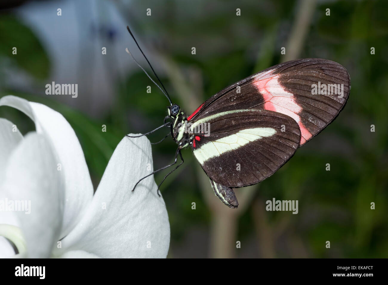 Postman Butterfly, Common Postman - Heliconius melpomene rosina - Central America Stock Photo
