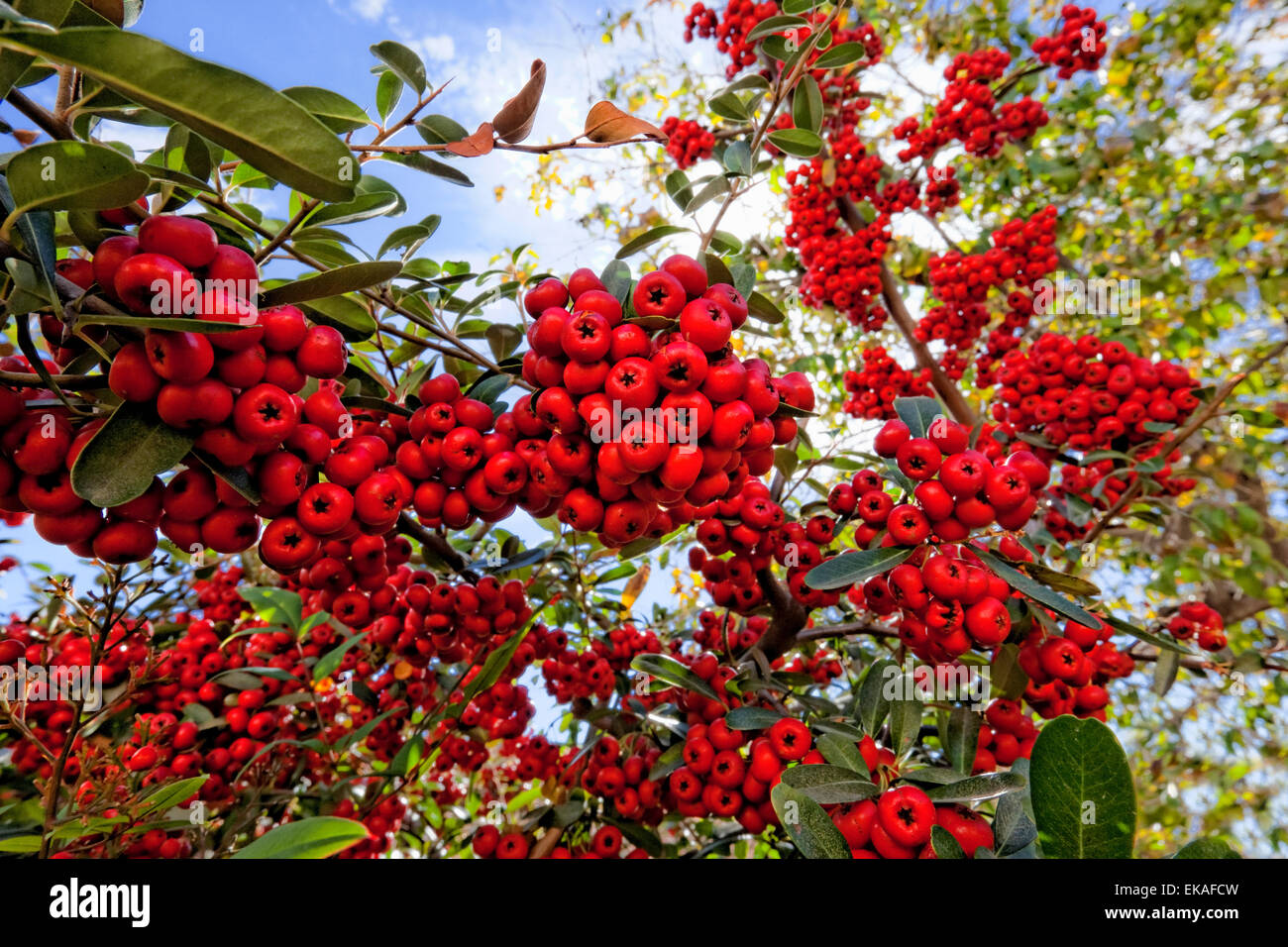 Pyracantha (berries) is a genus of thorny evergreen large shrubs in the family Rosaceae, with common name firethorn Stock Photo