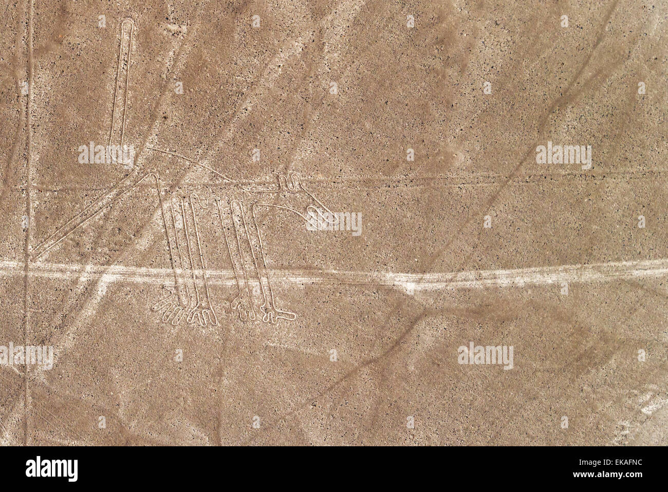 Nazca Lines dog geoglyph in Peru Stock Photo