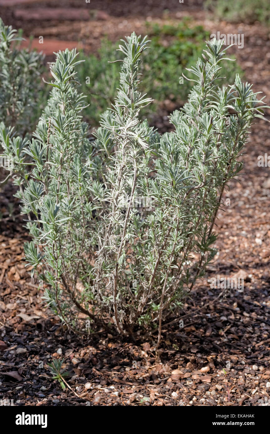 Spanish Lavender, Lavandula stoechas Stock Photo