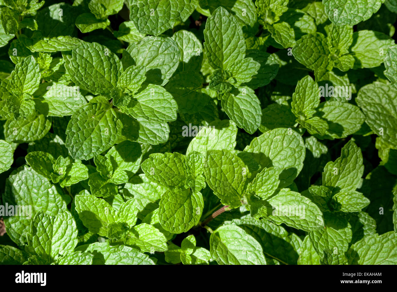 Spearmint or Spear Mint - Mentha spicata, is a species of mint native to Europe and Asia Stock Photo