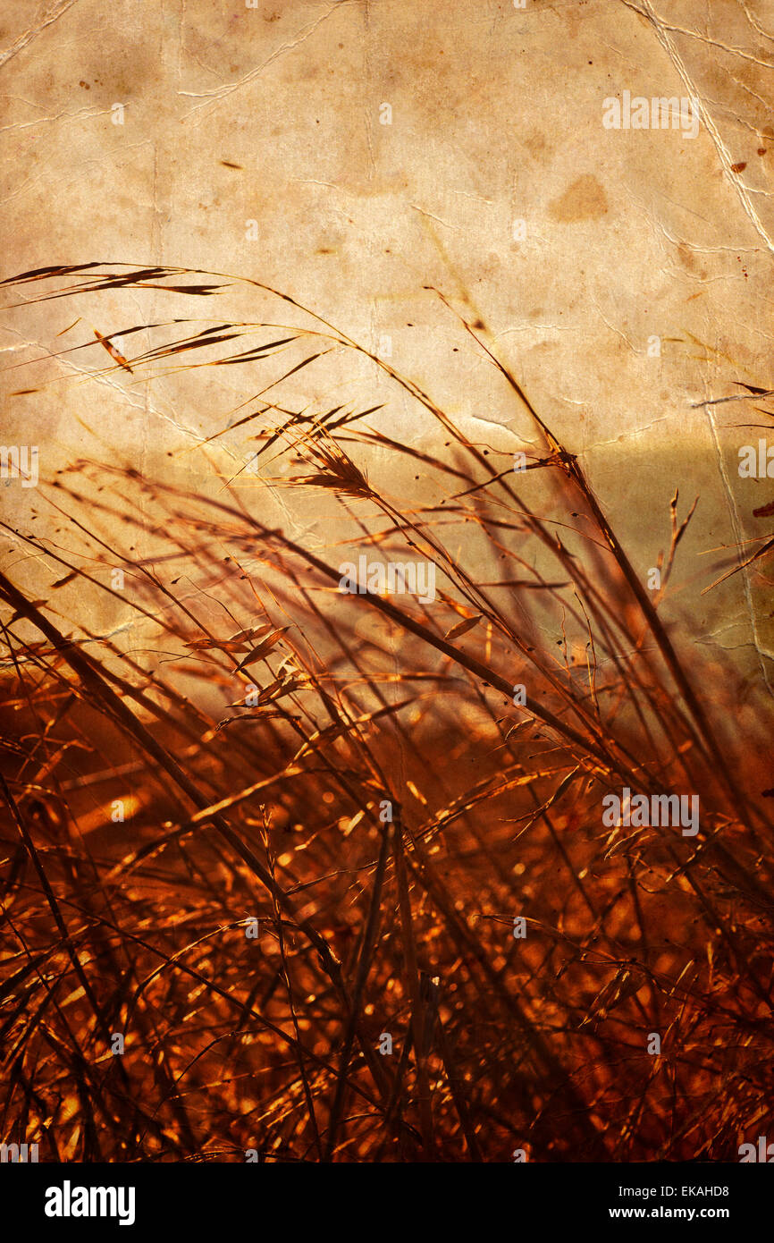 Weeds on water backdrop hi-res stock photography and images - Alamy