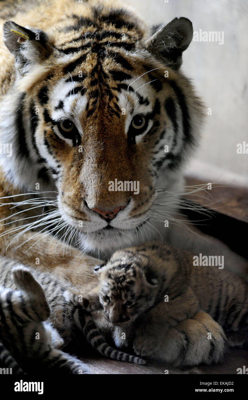 Shenyang, China's Liaoning Province. 8th Apr, 2015. A Siberian tiger ...