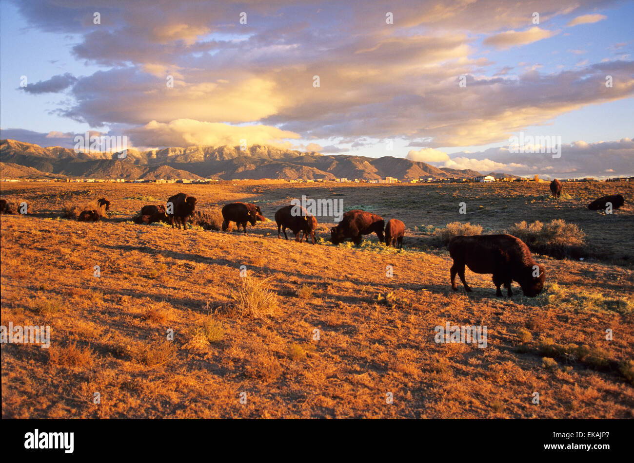 A herd of buffalo graze at sunset near Sandia Peak near Albuquerque on a parcel of  land belonging to Sandia Pueblo. Stock Photo