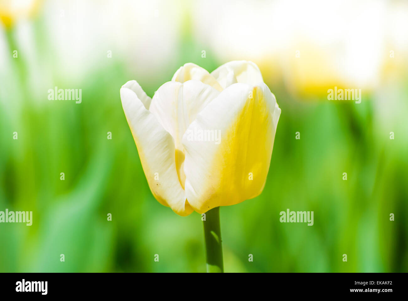 Yellow tulip in a garden at spring Stock Photo - Alamy