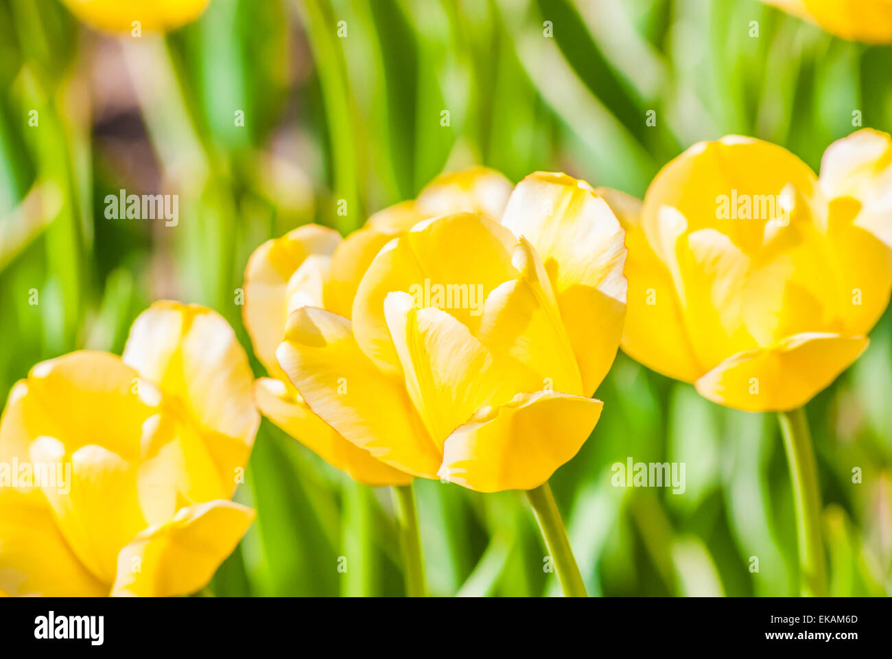 yellow tulips sunlight at spring Stock Photo - Alamy