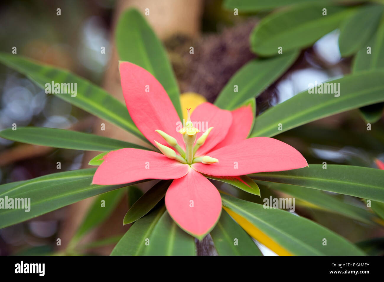 Jamaican poinsettia hi-res stock photography and images - Alamy