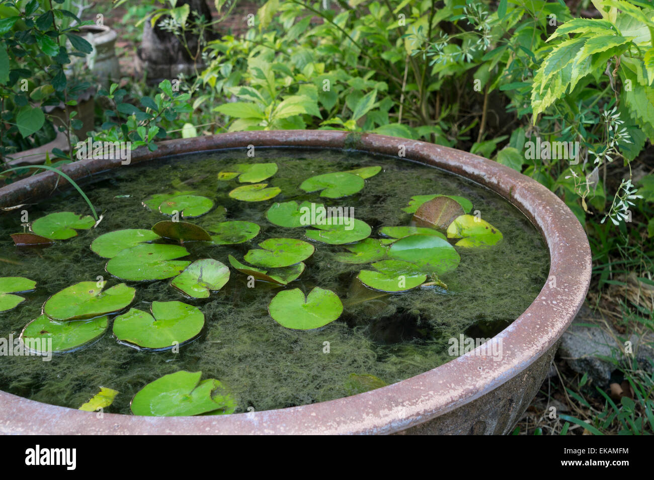 pond water plant lotus vase jar Stock Photo