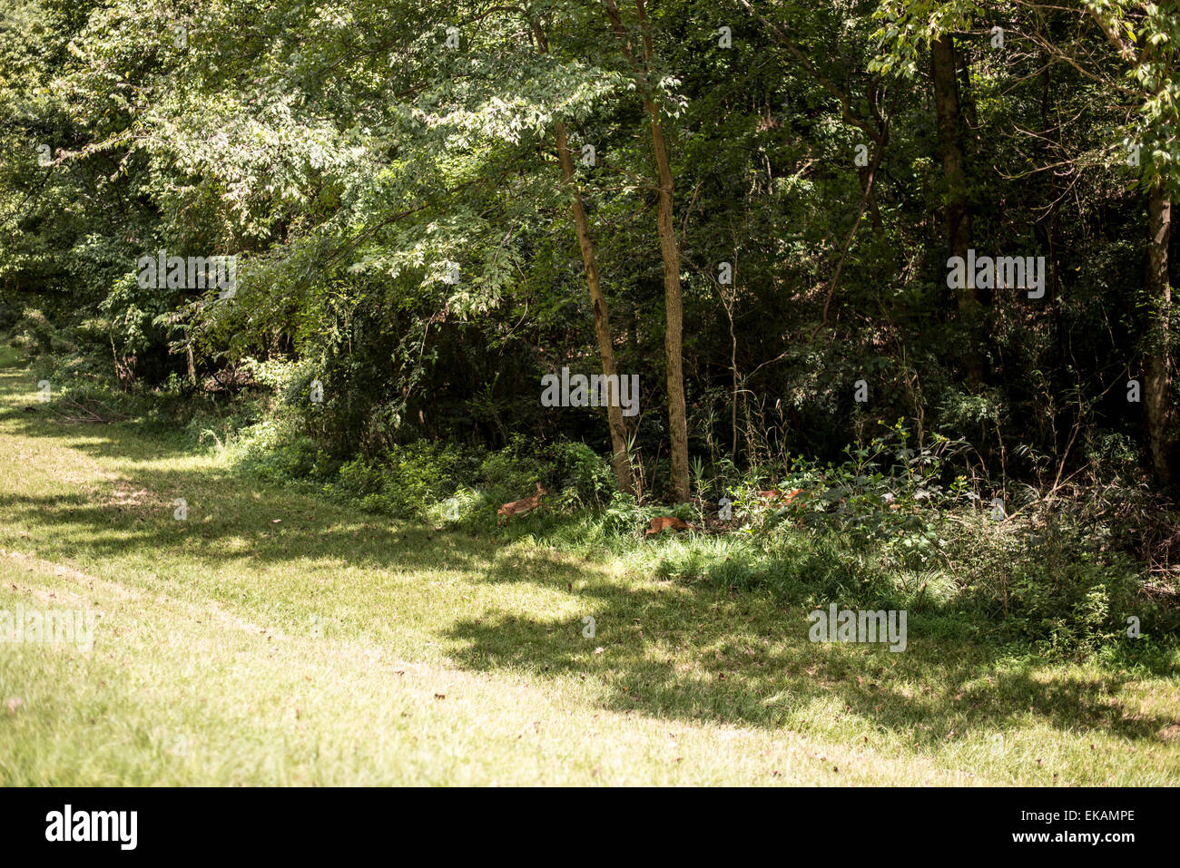 Vicksburg Mississippi,Vicksburg National Military Park,deer Stock Photo Alamy