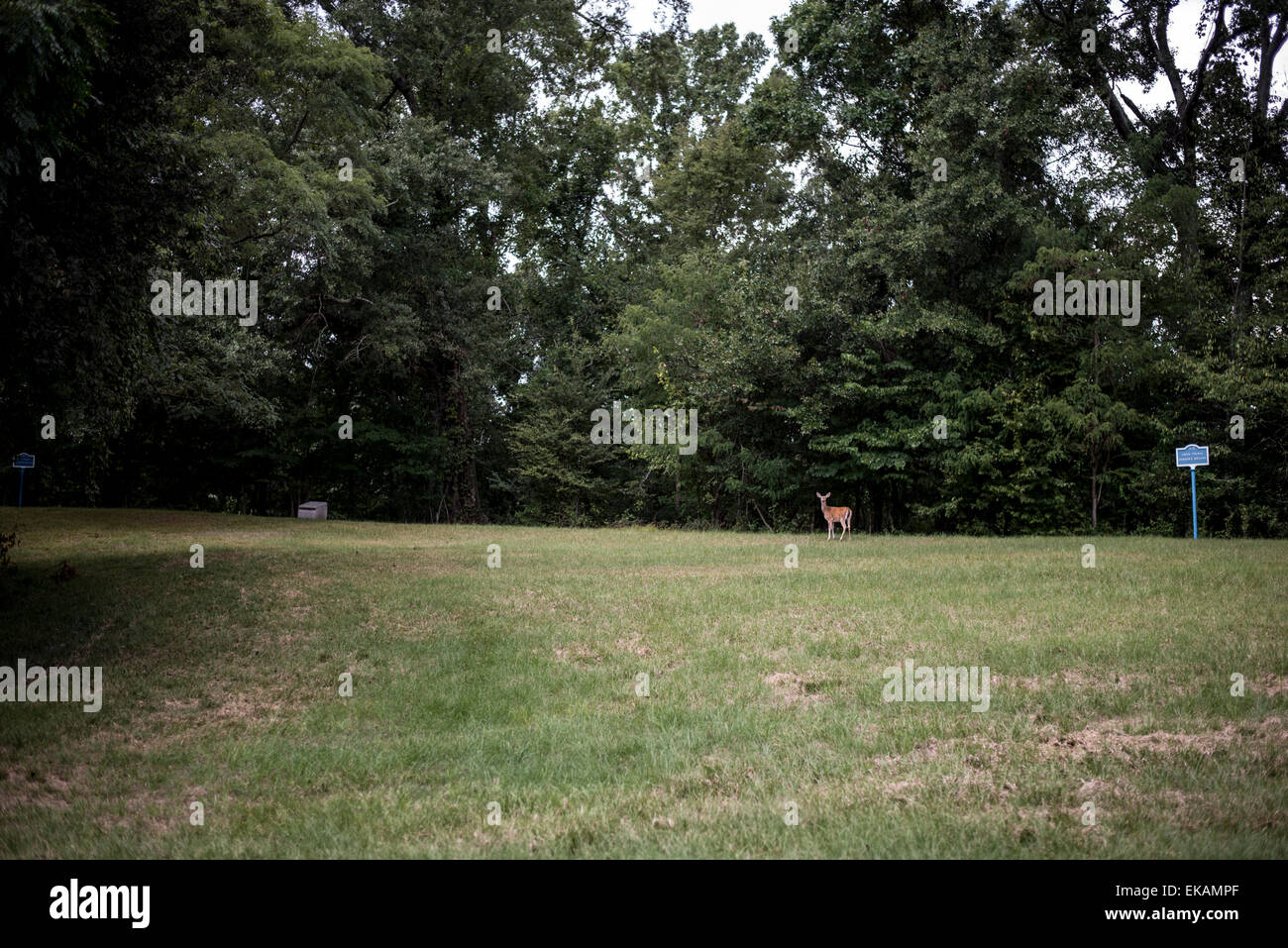 Vicksburg Mississippi, Vicksburg National Military Park, deer Stock Photo Alamy